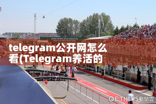 telegram公开网怎么看